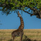 Serengeti NP